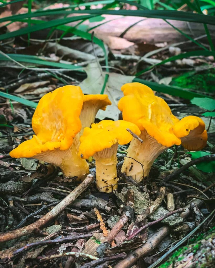 Chanterelles Mushroom