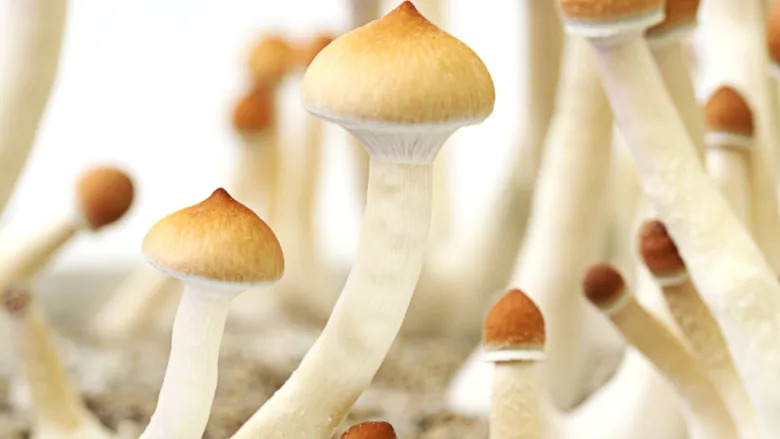 do magic mushrooms help with alcohol addiction