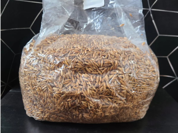 25lb pack of 5lb Whole oat sterile grains