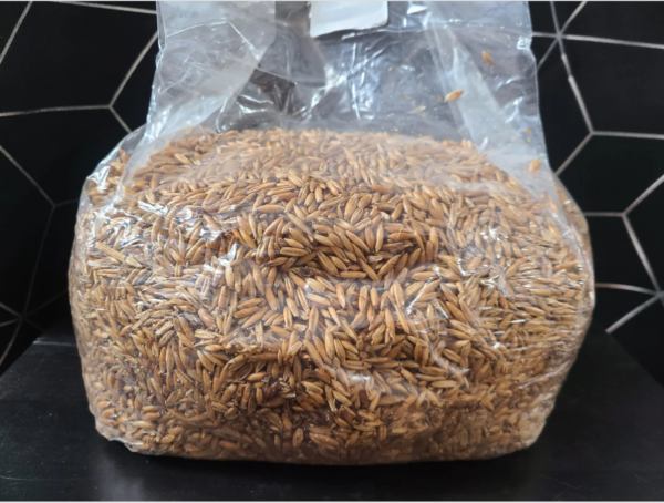 3lb and 5lb Whole oat sterile grains