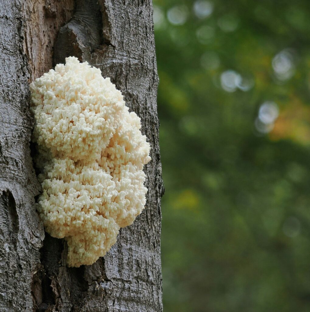 Lion's Mane mushrooms growing on a tree