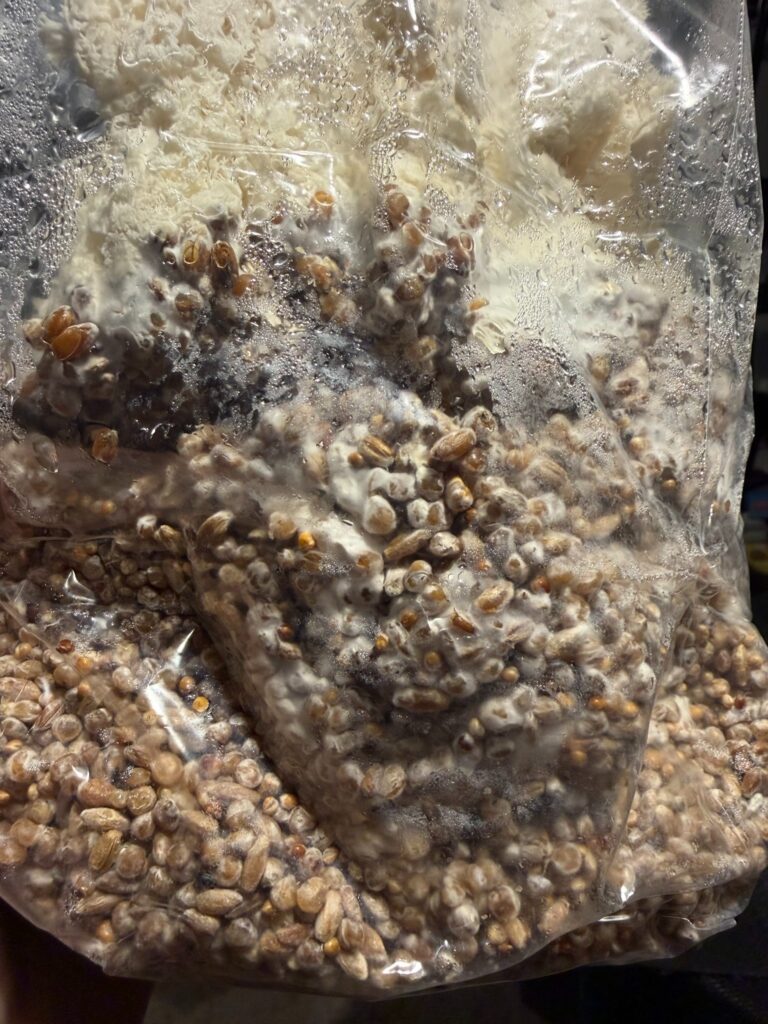 Grains inoculated with lion's mane
