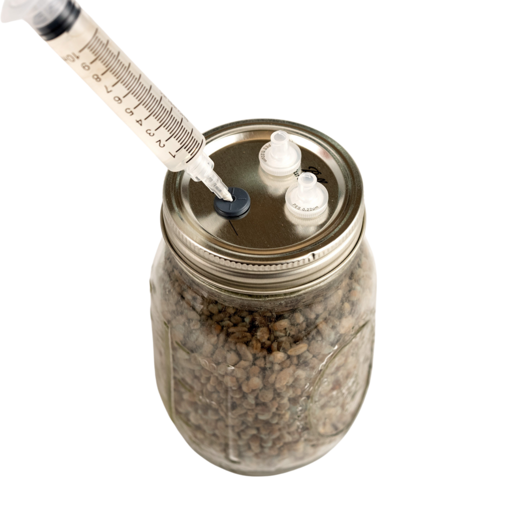 Lion's Mane liquid culture being injected into grains