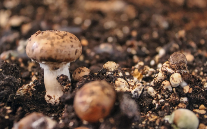how to grow wild mushrooms
