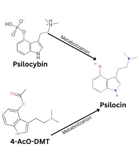 Psilocybin vs 4-AcO-DMT