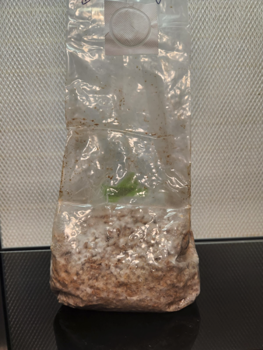 grain inoculation liquid culture
