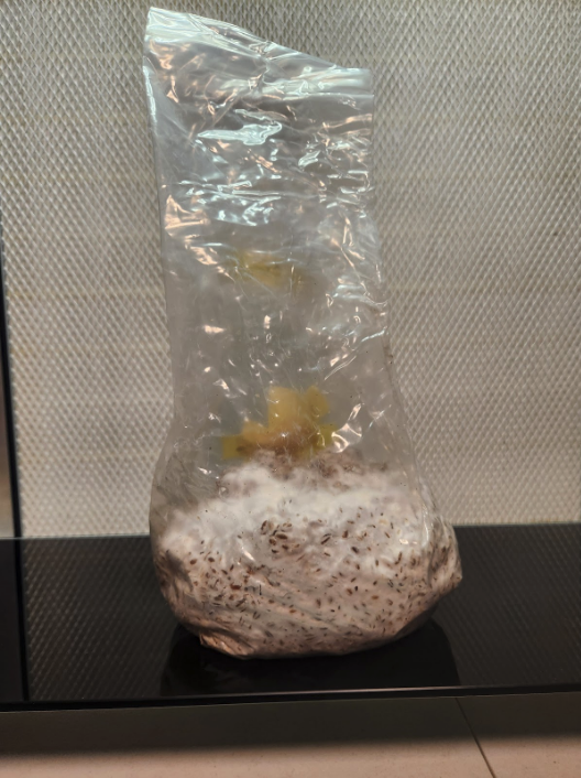 inoculating grains using liquid culture