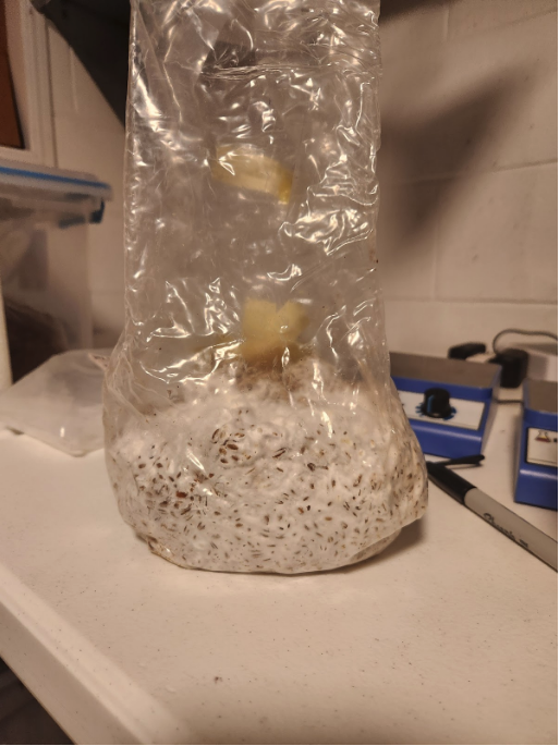 inoculating grains