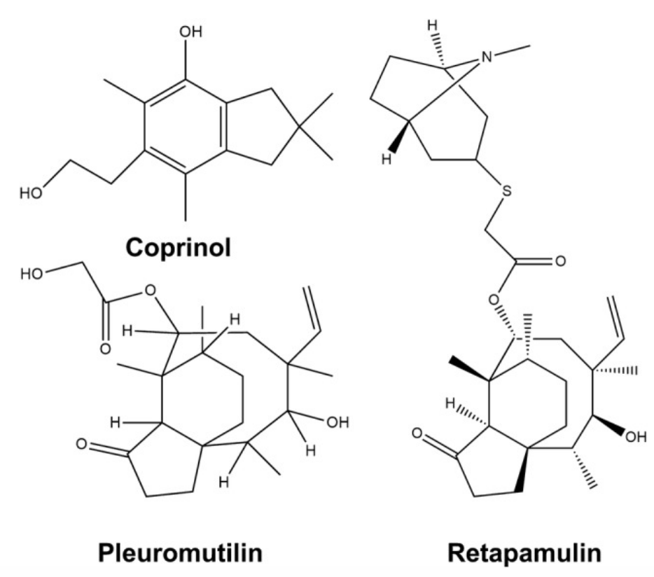 terpenes from mushrooms