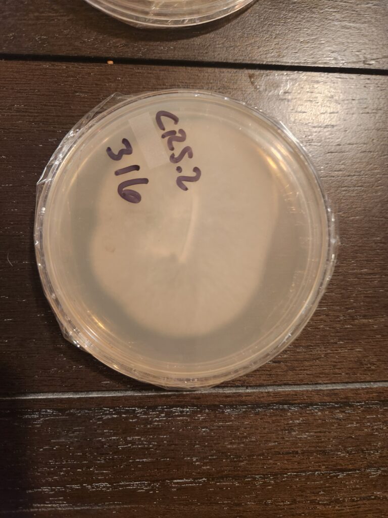 Agar by Mycology Men