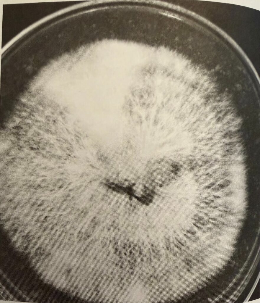 Rhizomorphic growth with a sector of tomentose mycelium