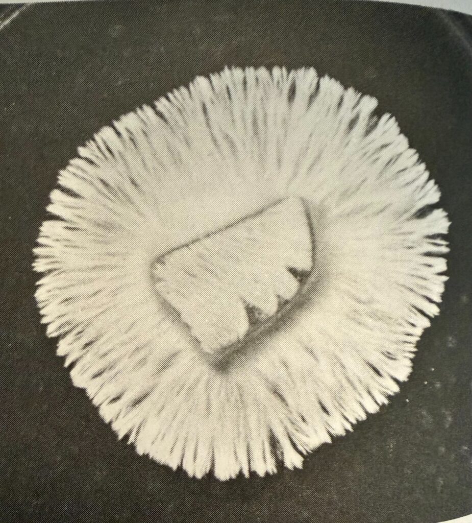 Rhizomorphic mycelium