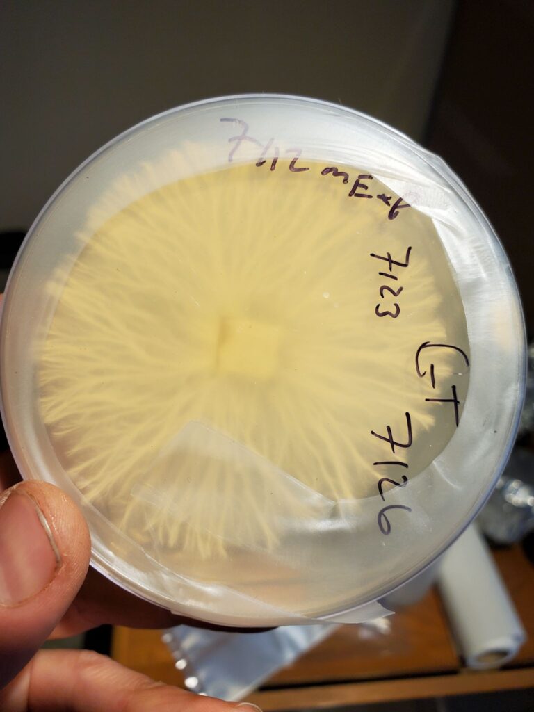 A healthy and not contaminated liquid culture