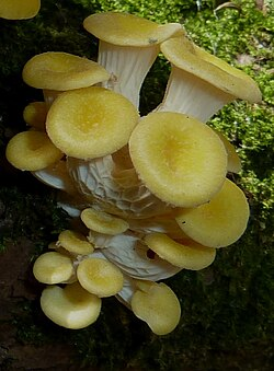 Golden Oyster Mushroom