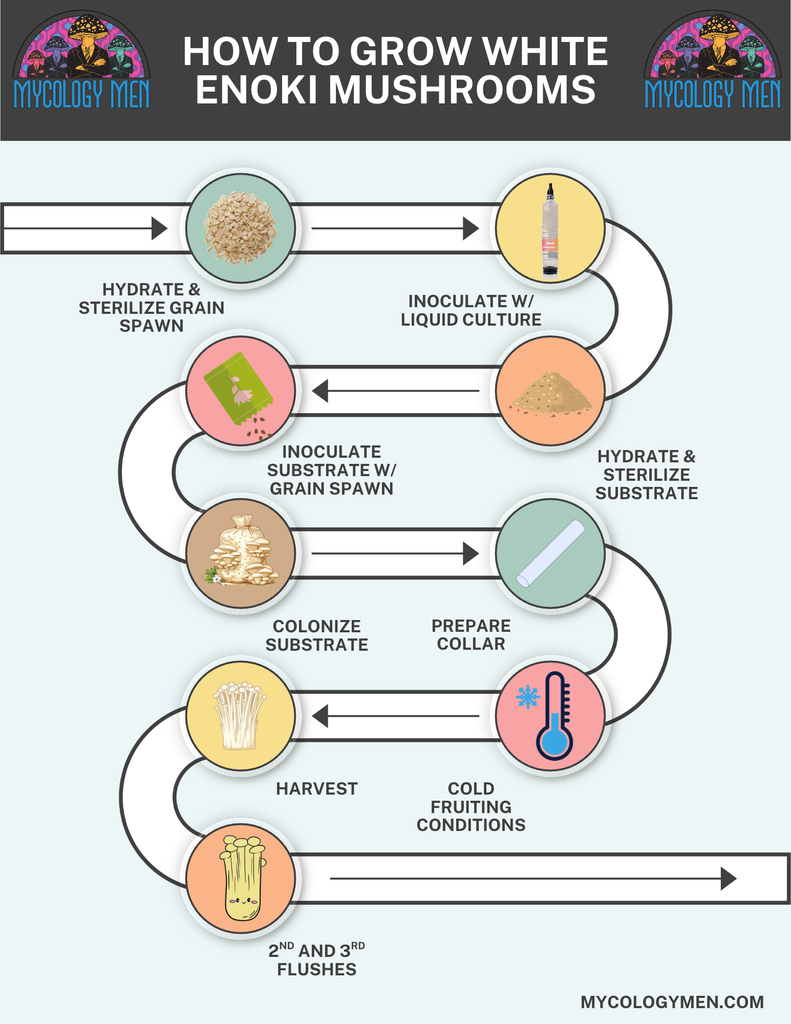 How to Grow Enoki Mushrooms Infographic by Mycology Men